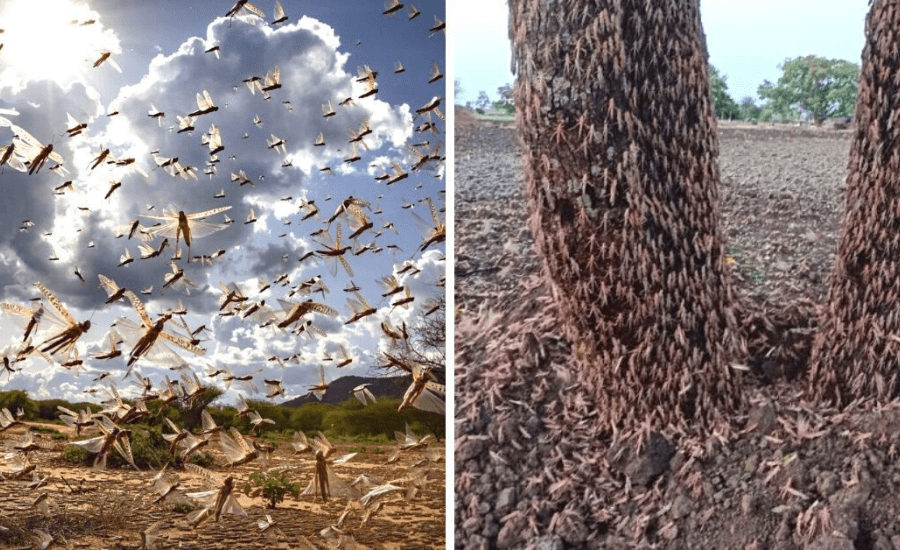 Locust Attack in India by Opsule blog