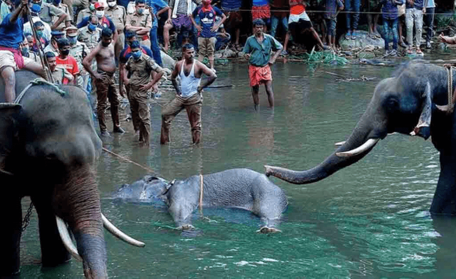 Kerala Elephant's Death:How it Became Communal by Opsule blog