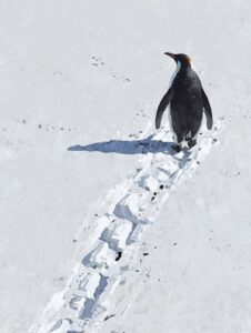 Instagram Trends Today: Why a Simple Penguin Reel Is Everywhere