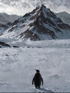 viral penguin Instagram