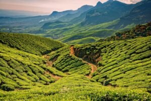Munnar tea plantations, one of the best places to visit in Kerala.