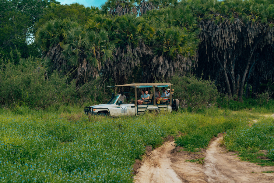 JUNGLE SAFARI