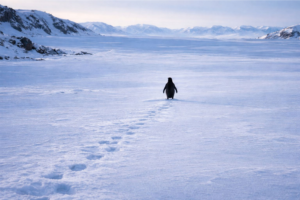 penguin trend on Instagram